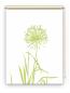 Preview: Rollo Allium 24 blanco Apfel, Rollo, Motivrollo, Rollo mit Druck, Fotorollo, bedrucktes Rollo, Fensterrollo,verdunkelndes Rollo, Sonnenschutz Rollo